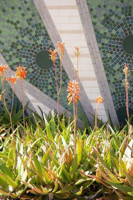 blooming aloes orange flowers blue green mosaic wall