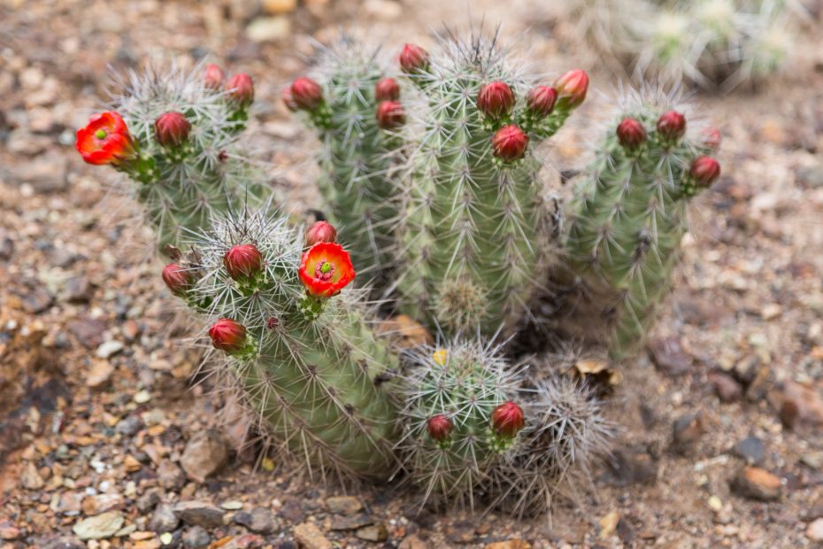 blooming cactus long spines red flower