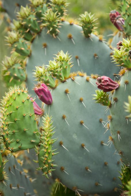 opuntia fruit new growth paddles purple