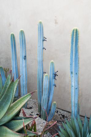 blue cactus