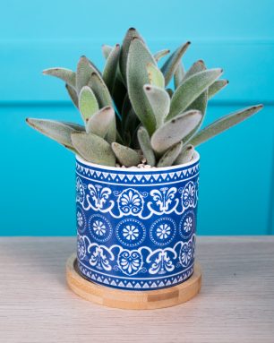 blue design succulent pot