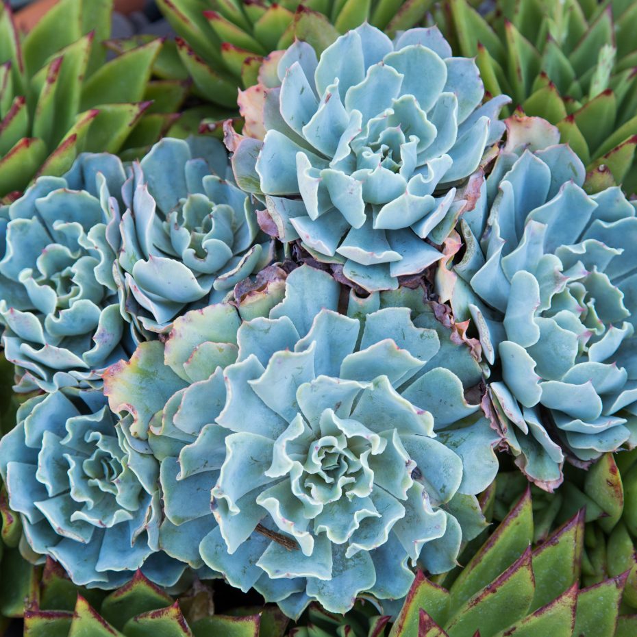 blue echeveria sherman gardens