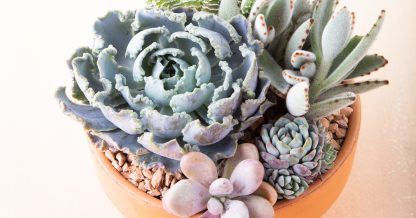 echeveria pachyphytum dormancy minima kalanchoe tomentosa