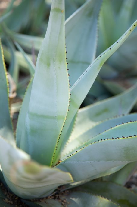 black teeth blue green agave leaves desert botanical garden