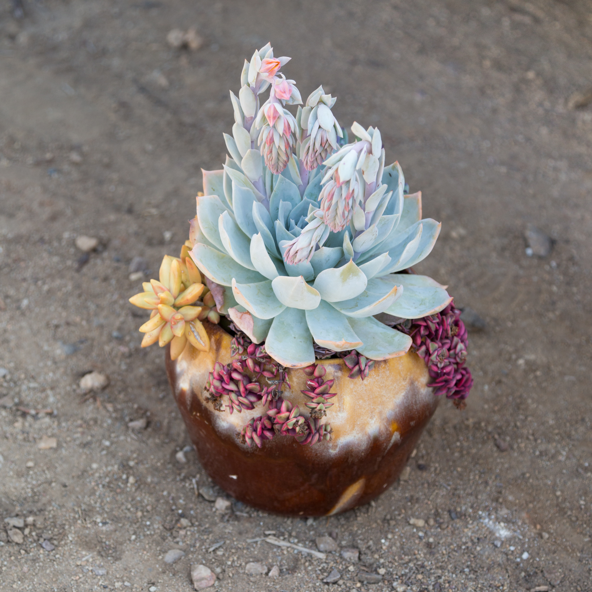 blue purple orange succulent arrangement