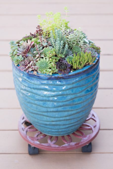 blue succulent pot plant dolly