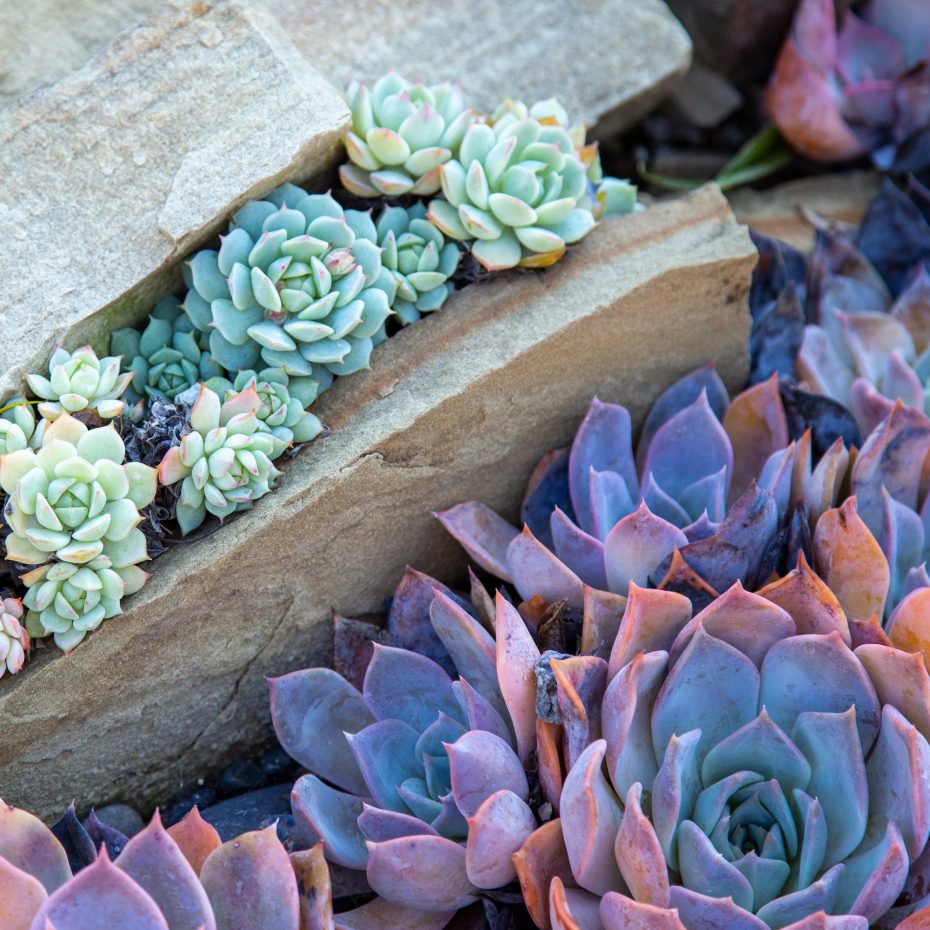 blue succulents sherman gardens