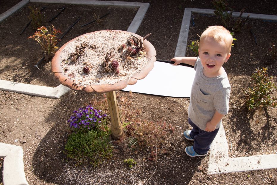 boy with succulent bird bath planter