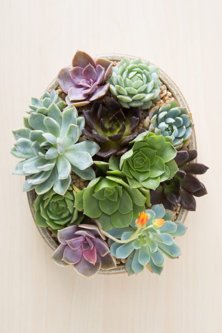 echeveria aeonium cuttings flower bouquet wedding potted arrangement