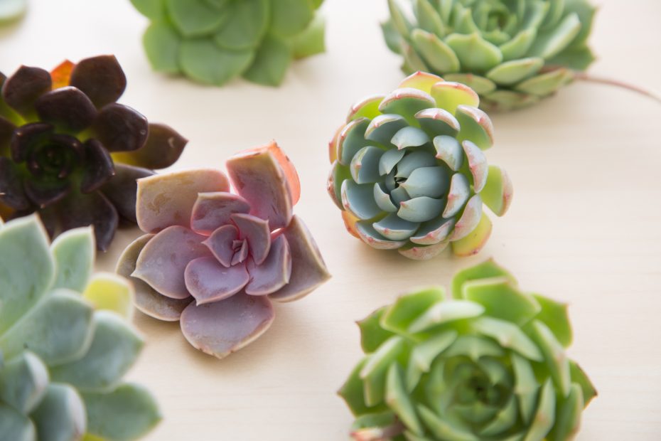 echeveria succulent cuttings use for bridal bouquet