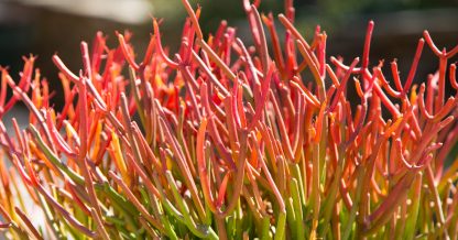 bright red orange green sticks on fire eupborbia