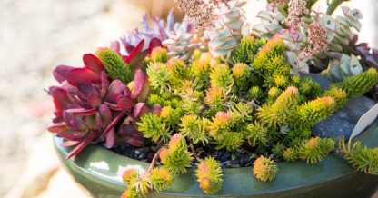 bright green sedum red crassula sun stress