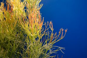 bright euphorbia sticks on fire blue wall