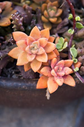 bright orange sedum