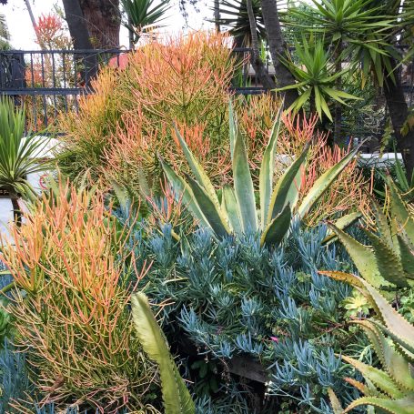 orange red firesticks succulent blue teal senecio mandraliscae chalksticks