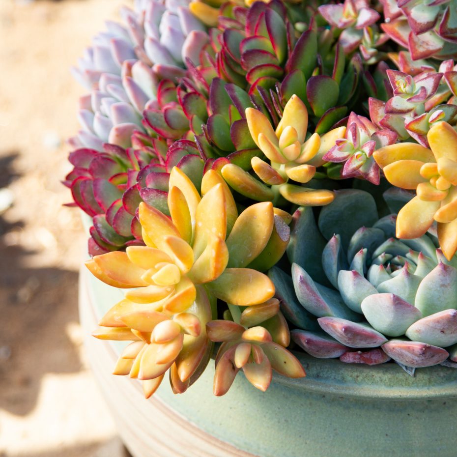 bright red orange succulents