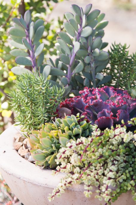 colorful combination succulents purple green senecio crassissimus wavy jade crassula tetragona portulacaria afra variegata bright light outside