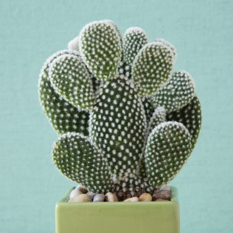 bunny ears opuntia angel wings tiny spines get stuck in fingers