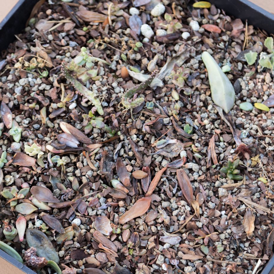 burned propagating succulents