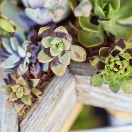 succulents burnt black brown dried up too much heat