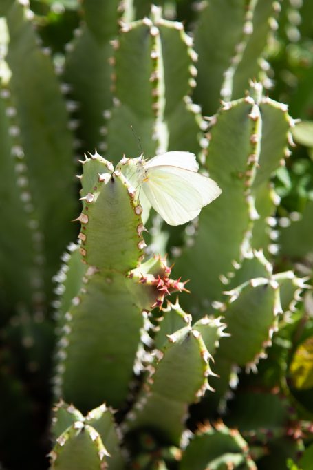 white butterfly on euphorbia