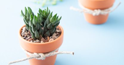 where to buy succulents wedding favors cuttings bouquet diy