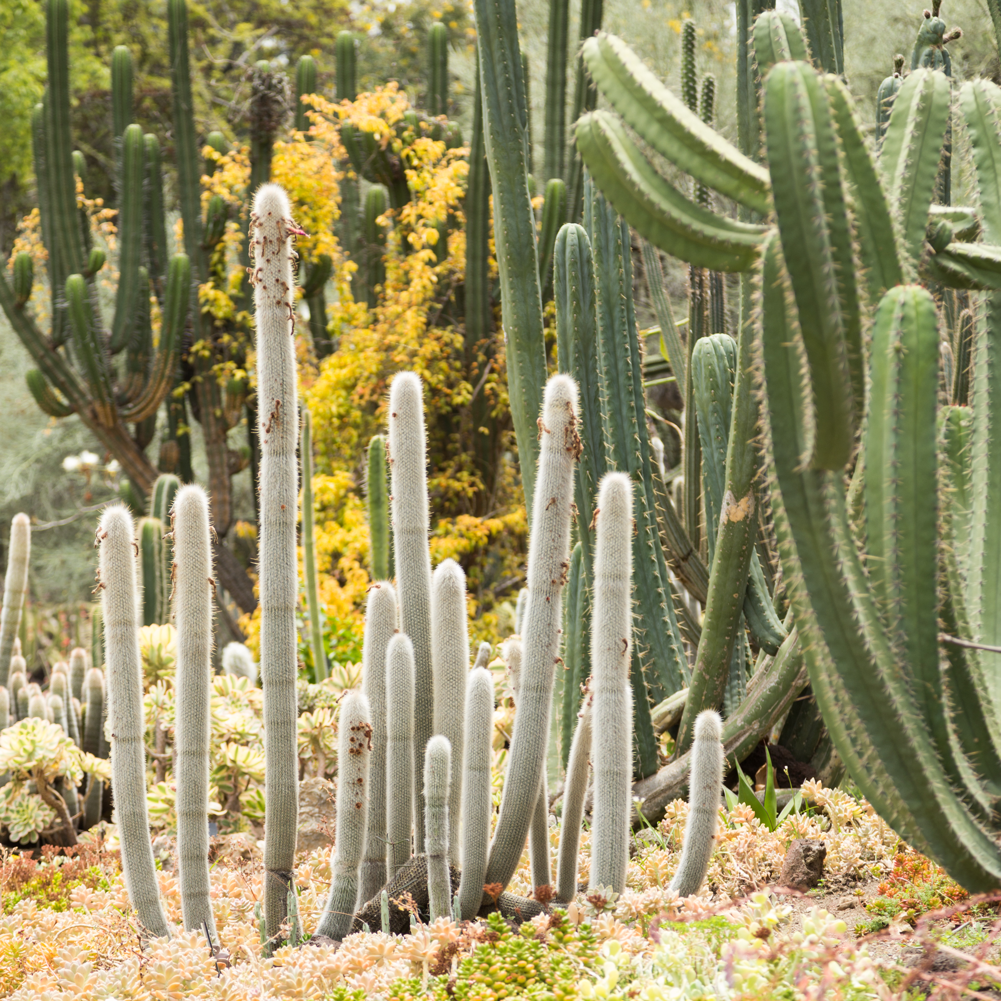 cacti huntington library garden