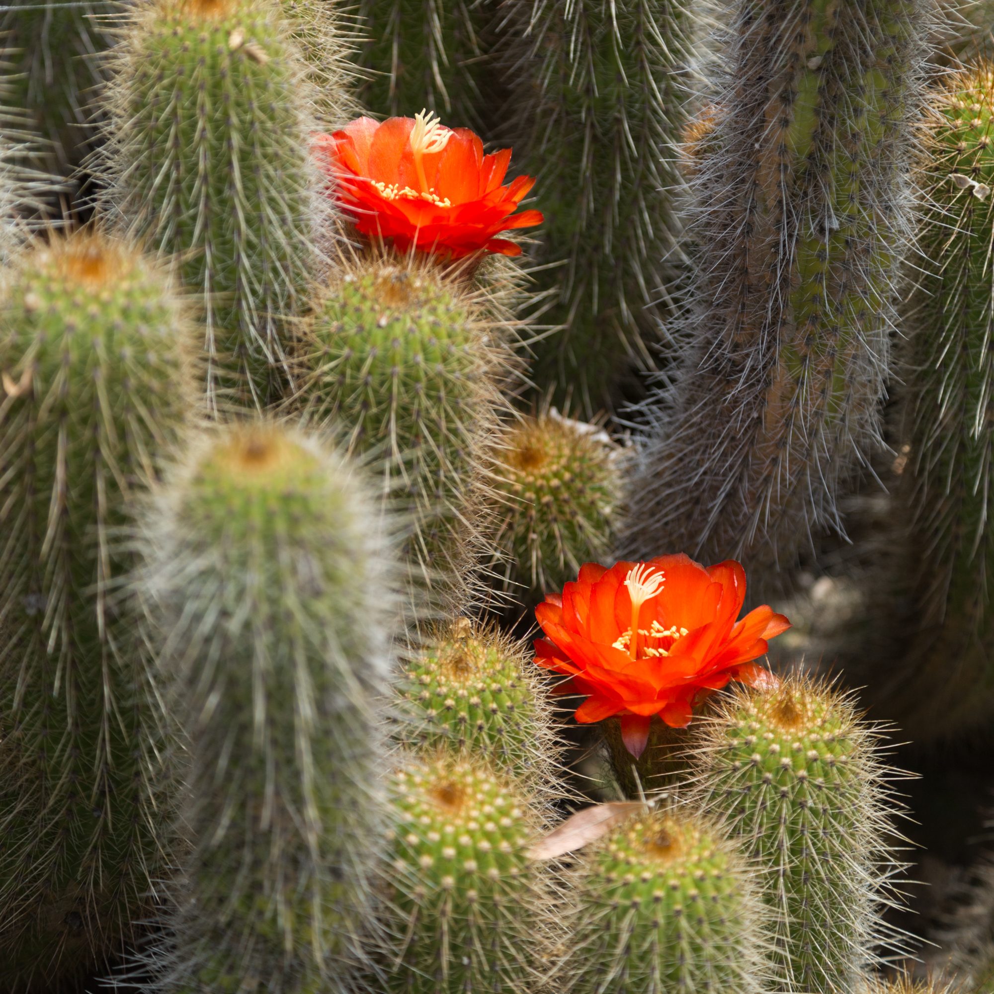 cactus flower blossoms huntington garden library