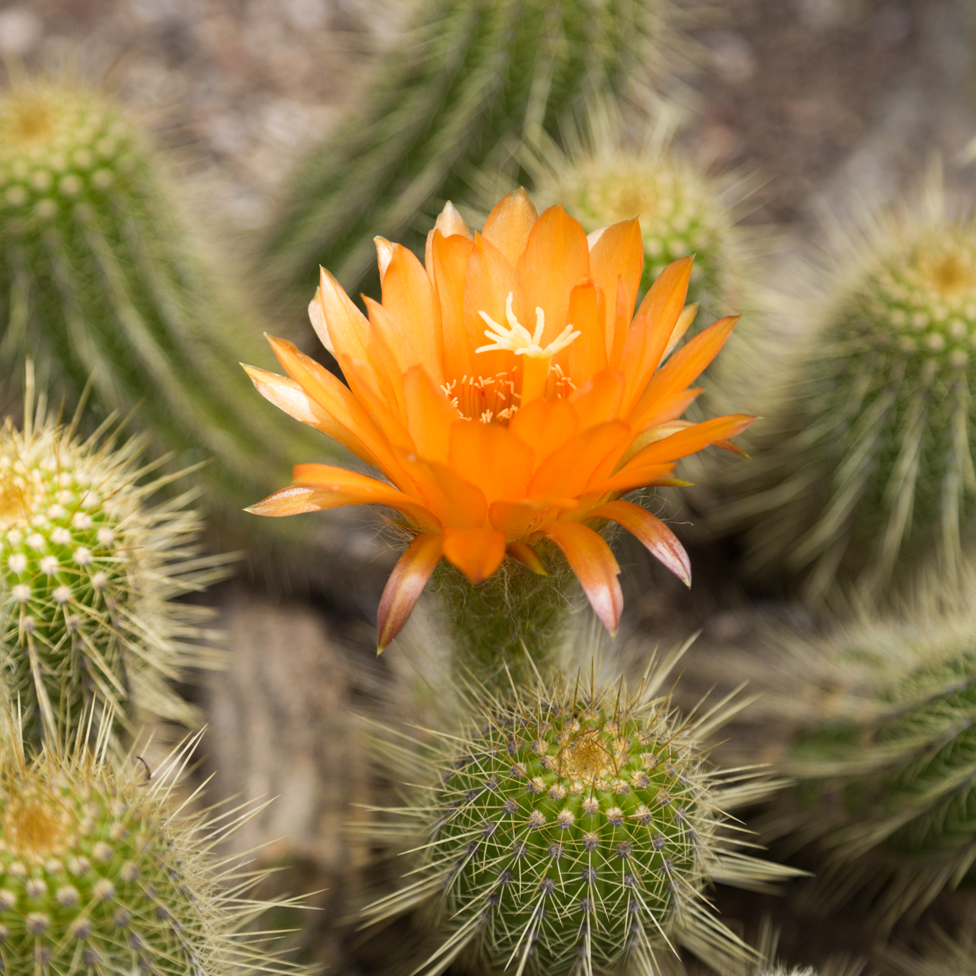 cactus flower huntington library