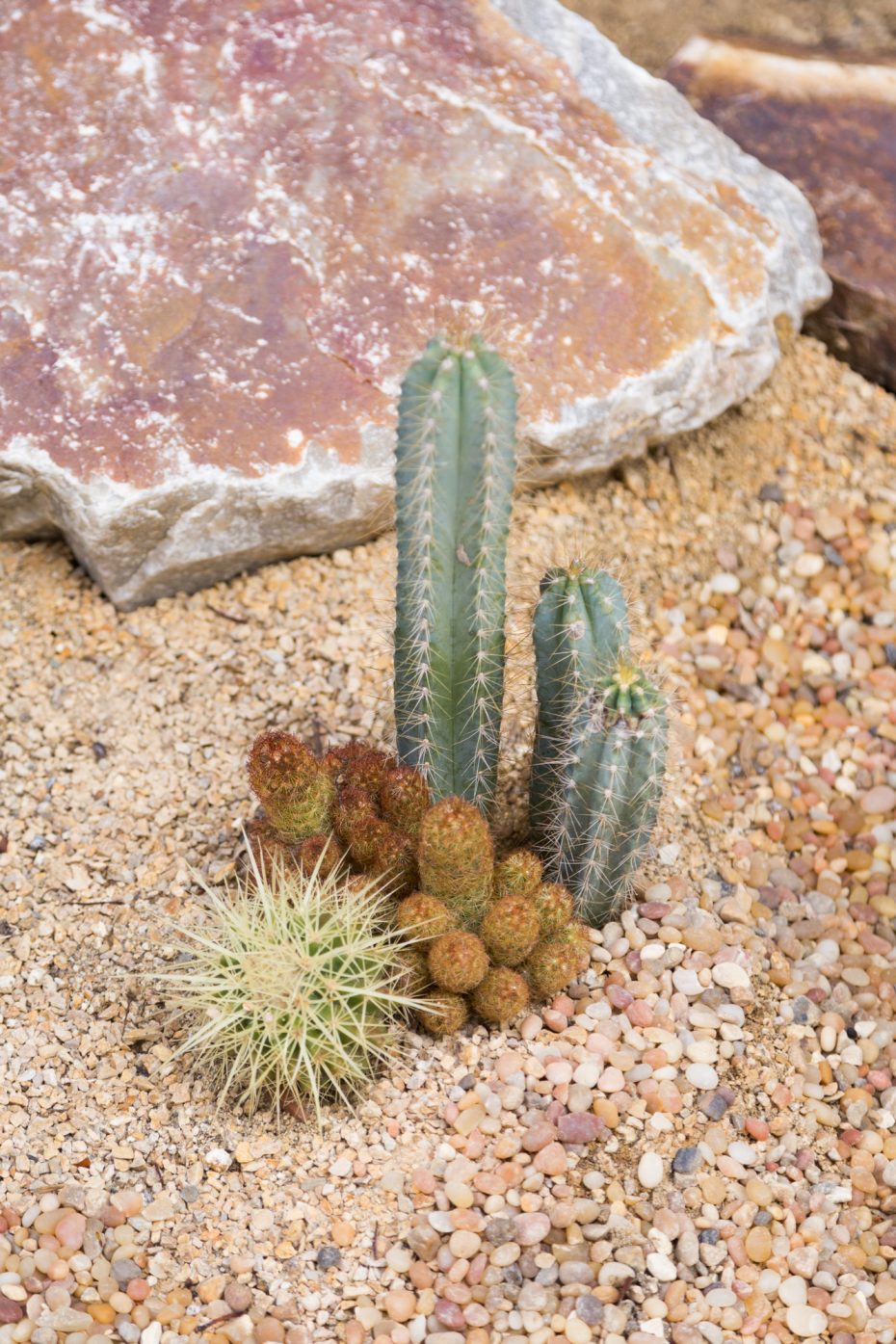 three small cactus varieties grouped in ground