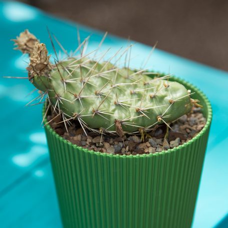 opuntia cactus pad new growth roots