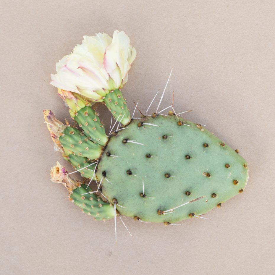 opuntia pina colada cactus pad with flowers