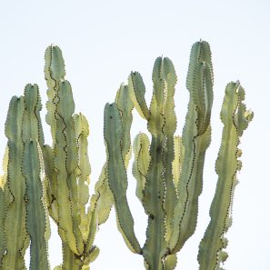 cactus sherman gardens