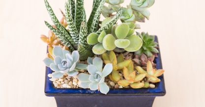 care tips for succulents winter