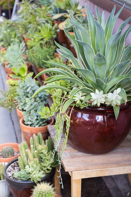 agave kalanchoe aeonium senecio succulents ceramic terra cotta pottery