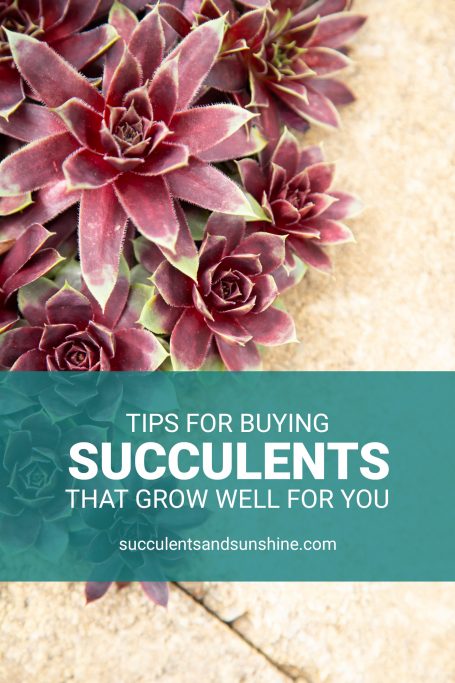 how to determine what succulents you should buy