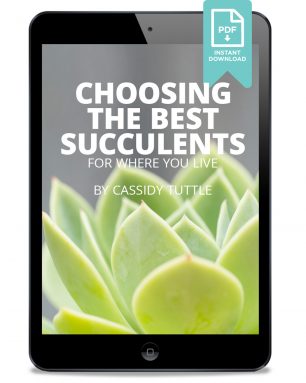 choosing best succulents