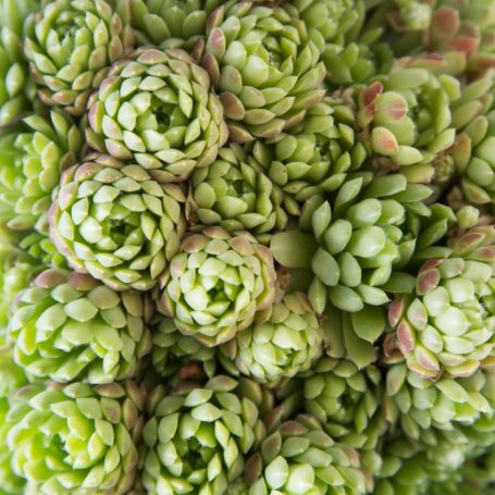 close up sempervivum chicks