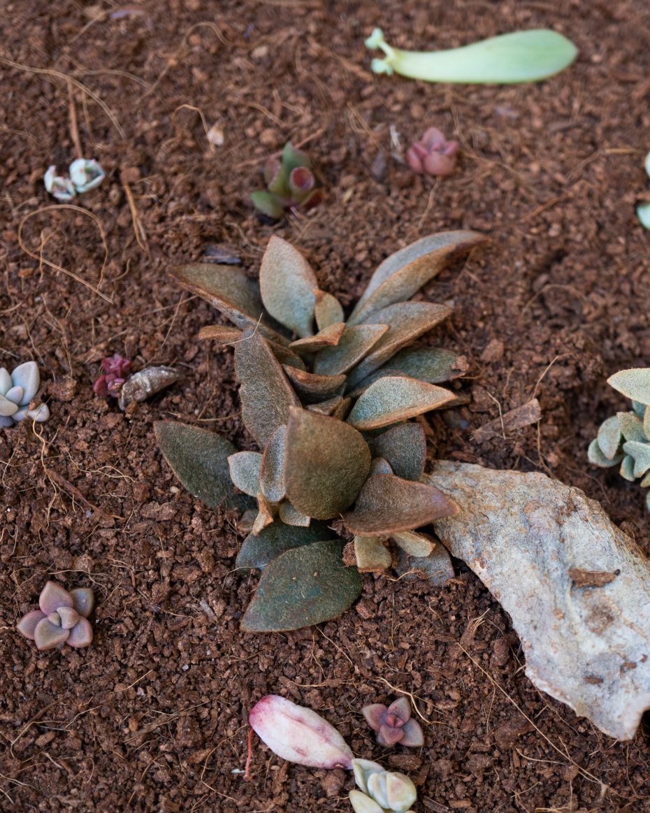 coconut coir soil for succulents