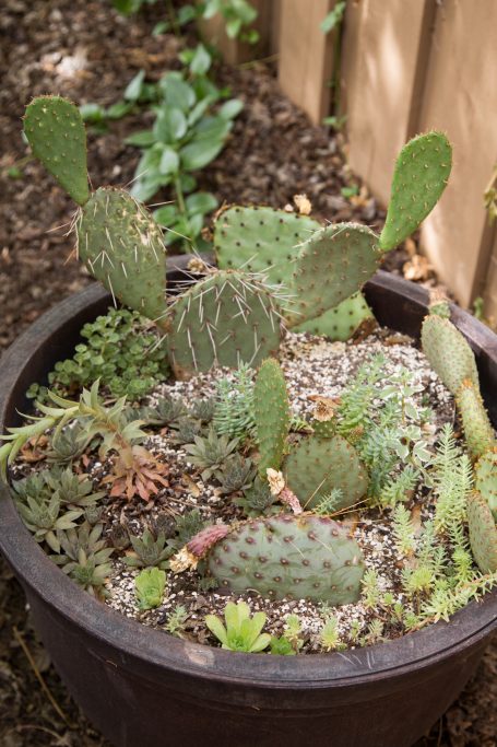 cold hardy opuntia cactus new growth stretching in shade