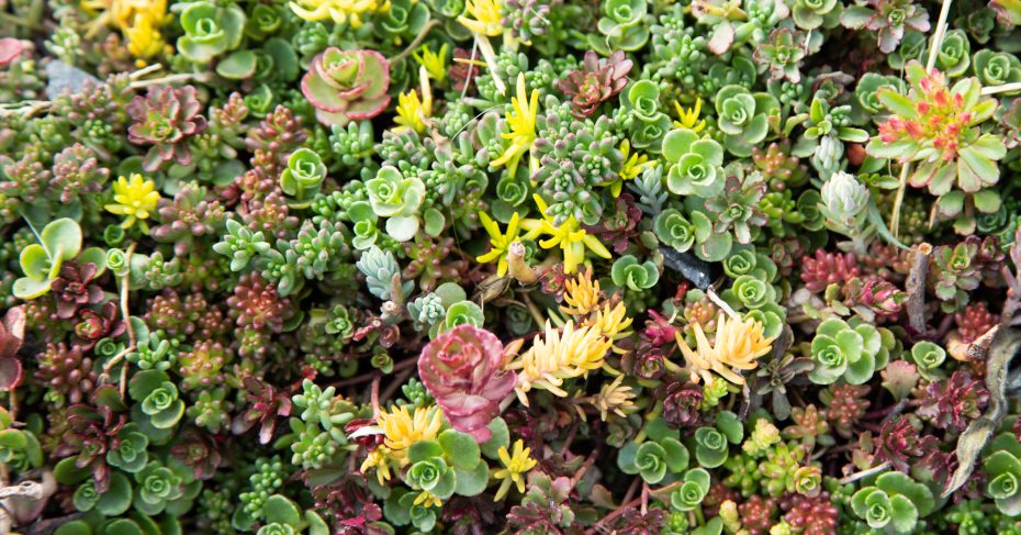 sedum tray cold hardy stonecrop vareities