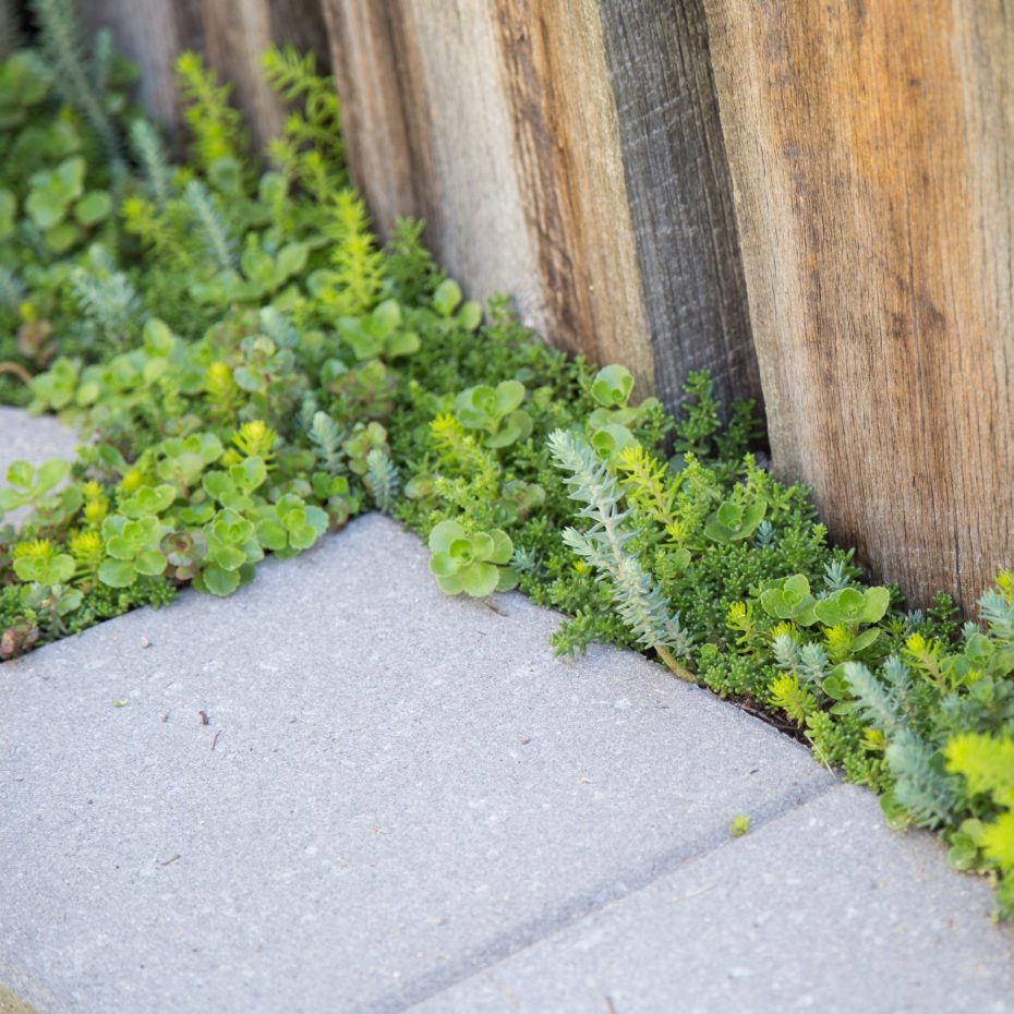 cold hardy sedums growing by sidewalk