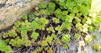 cold hardy sedums growing in rock