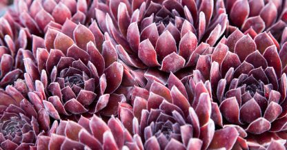 red purple fuzzy sempervivum cold hardy succulent