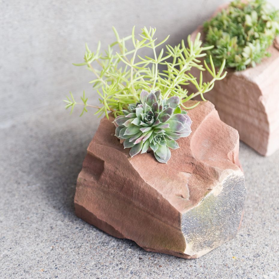 sedum sempervivum in planter made from rock