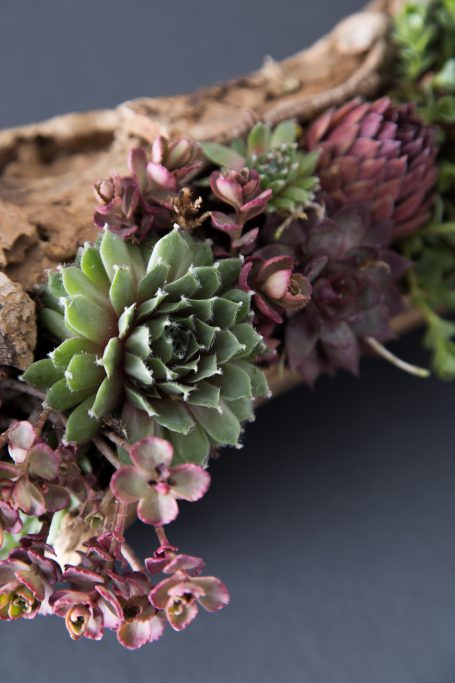 cold hardy succulents sempervivum sedum wood planter