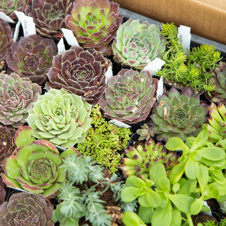 cold hardy sempervivum hueffelii sedum mountain crest gardens tray