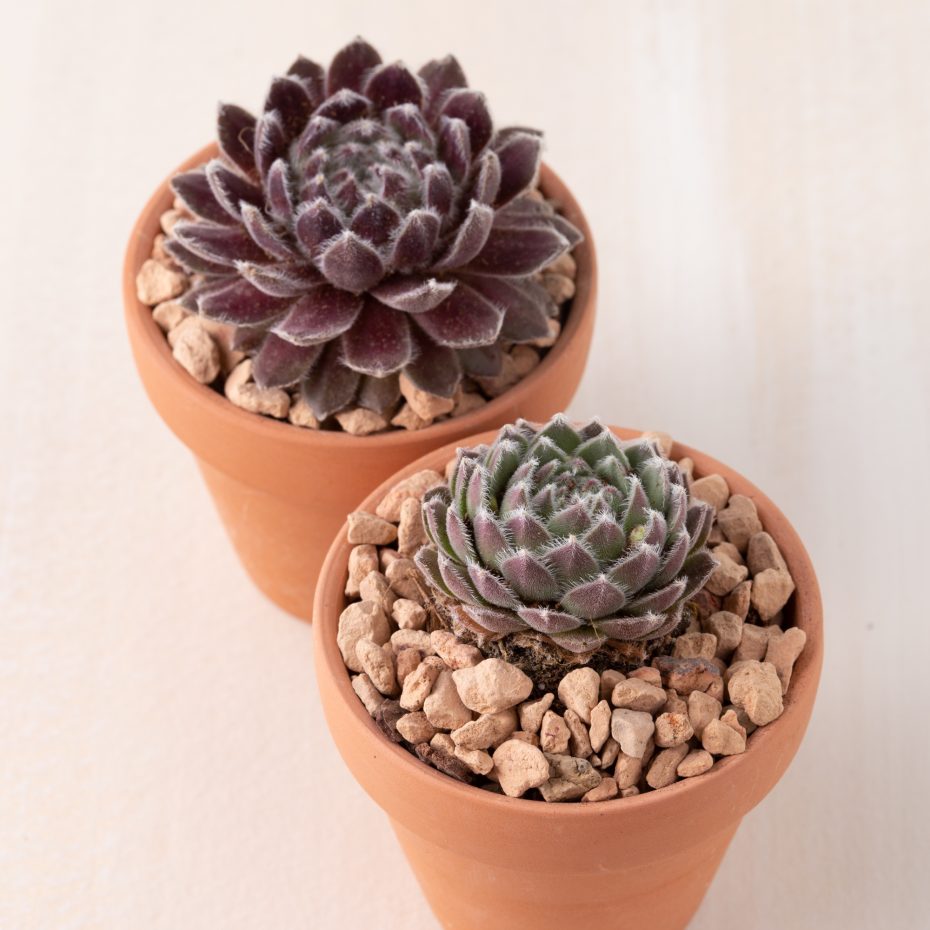 cold hardy succulents terra cotta pot