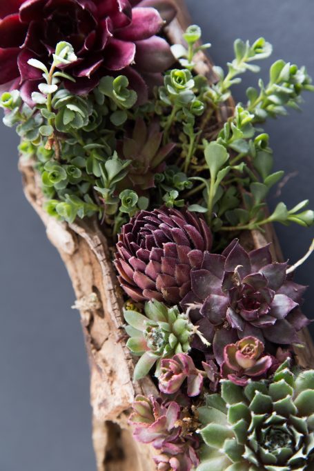 purple red green sempervivum sedums wood planter