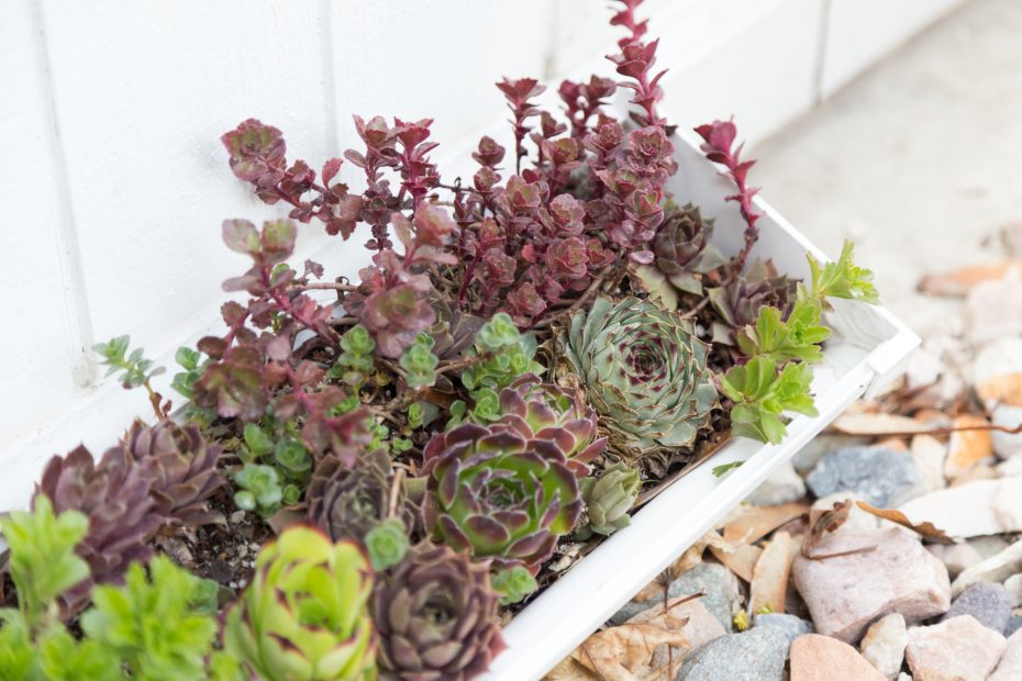 sempervivums sedums before fertilizer spring